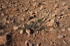 Lavandula multifida image