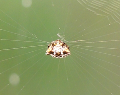 Gasteracanthinae