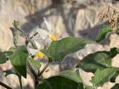 Solanum villosum