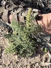 Ambrosia confertiflora