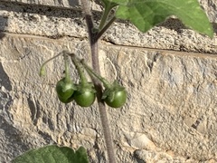 Solanum villosum