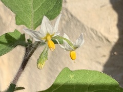 Solanum villosum