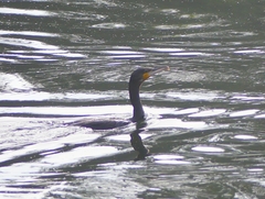 Phalacrocorax carbo