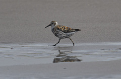 Calidris ptilocnemis