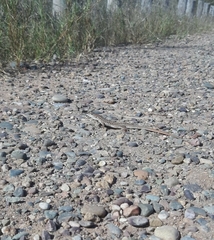 Acanthodactylus margaritae