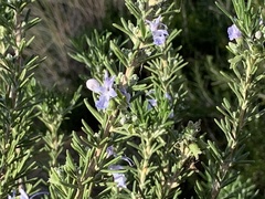Salvia rosmarinus