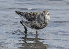 Calidris ptilocnemis