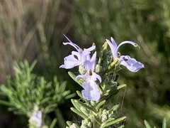 Salvia rosmarinus