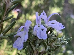 Salvia rosmarinus