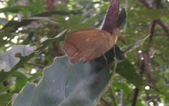 Tanaecia