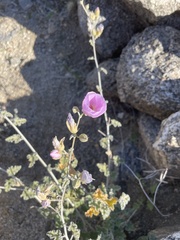 Sphaeralcea ambigua rosacea