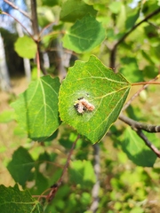 Acronicta megacephala