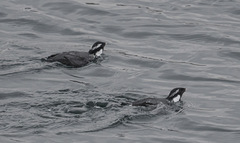 Synthliboramphus antiquus