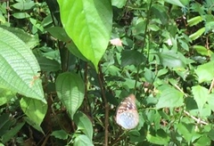 Lexias pardalis dirteana