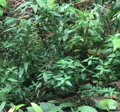 Lexias pardalis dirteana