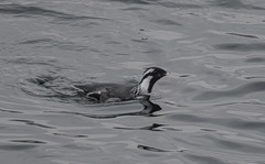 Synthliboramphus antiquus