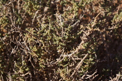 Salsola gaetula