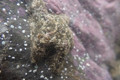 Aquilonastra coronata