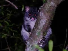 Trichosurus cunninghami
