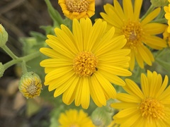 Heterotheca subaxillaris