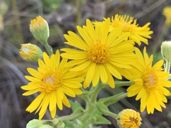 Heterotheca subaxillaris