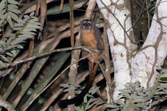 Aotus nigriceps