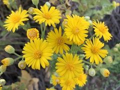 Heterotheca subaxillaris