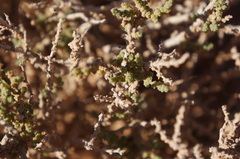 Salsola gaetula