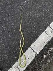 Chrysopelea paradisi