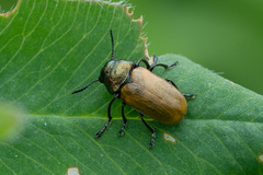 Labidostomis