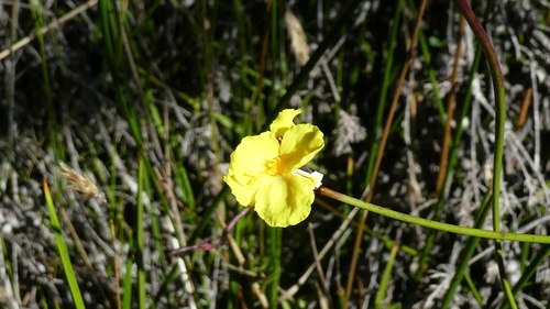 Image of Xyris operculata by (c) Rosalie Lawrence, some rights reserved (CC BY)