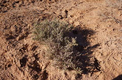 Salsola gaetula