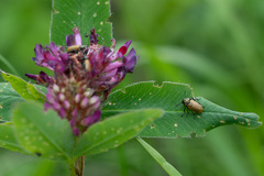 Labidostomis