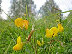 Lotus corniculatus