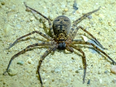 Heteropoda longipes