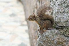 Sciurus aestuans
