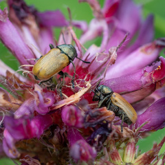 Labidostomis