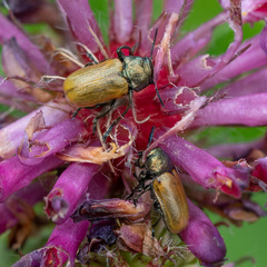 Labidostomis