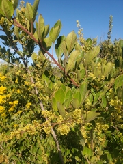 Searsia laevigata