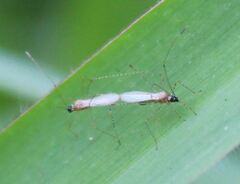 Gampsocoris decorus