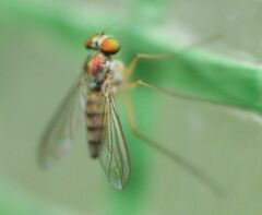 Amblypsilopus variegatus