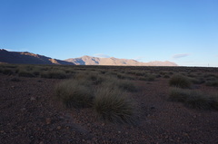 Macrochloa tenacissima