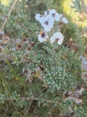 Eriocephalus