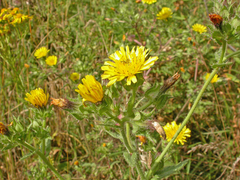 Helminthotheca echioides