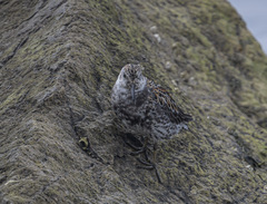 Calidris ptilocnemis