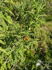 Leonotis leonurus