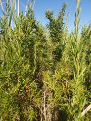 Cliffortia strobilifera