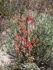 Tylecodon paniculatus