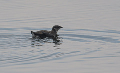 Brachyramphus marmoratus