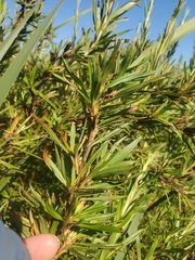 Cliffortia strobilifera